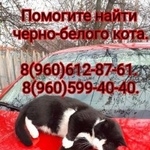 Фото: пропала кошка «Пропал кот Новомосковск» в г. Новомосковск